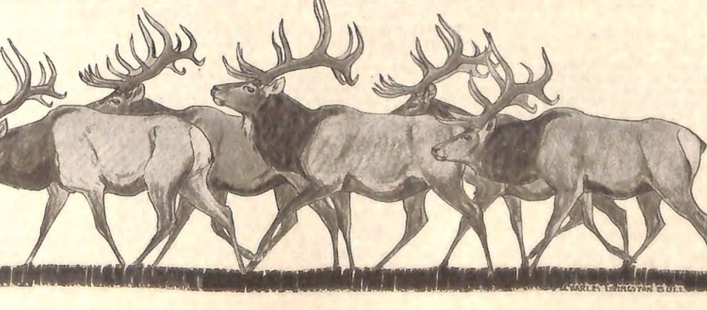Under the Spreading Antlers, a 1923 illustration of an elk herd